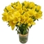Picture of Yellow Freesia
