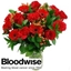 Picture of Bloodwise Charity Bouquet