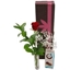 Picture of Single Red Rose Gift Set