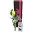 Picture of Single Yellow Rose Gift Set