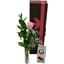 Picture of Single Pink Rose Gift Set