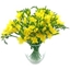 Picture of Splendour Yellow Freesia Bouquet