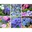 Picture of Blue Flower Collection
