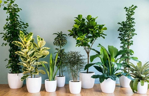 How to grow fresh air - Top 3 Air purifying plants, featured by NASA 
