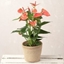 Picture of Coral Anthurium