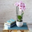 Picture of Cascade Phalaenopsis Orchid