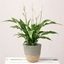 Picture of Peace Lily Plant