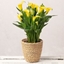Picture of Yellow Calla Lily