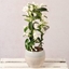 Picture of White Stephanotis