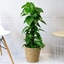 Picture of Golden Pothos Plant