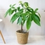 Picture of Money Tree