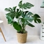 Picture of Cheese Plant