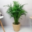 Picture of Areca Palm Plant