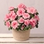 Picture of Pink Azalea in Jute Pot
