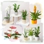 Picture of Plant Lovers Choice