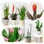 Picture of Monthly Plant Gift