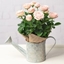 Picture of Pink Rose in Watering Can