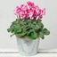 Picture of Pink Cyclamen in Zinc Pot
