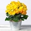 Picture of Yellow Begonia in Zinc Pot