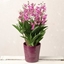 Picture of Berry Oda Orchid Plant