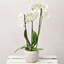 Picture of White Phalaenopsis Orchid
