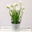 Picture of Freesia Plant In Zinc Pot