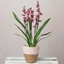 Picture of Fragrant Cambria Orchid