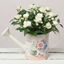 Picture of White Rose in Vintage Watering Can