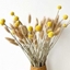 Picture of Natural Dried Cotton Rabbit Tail Grass