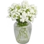 Picture of Fantastic Phlox