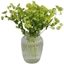 Picture of Green Glory