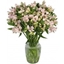 Picture of Alstroemeria Forever