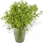 Picture of Green Machine