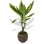 Picture of Dracaena Plant