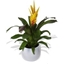 Picture of Yellow Bromelia