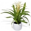 Picture of White Bromelia