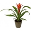 Picture of Orange Bromelia