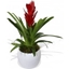 Picture of Red Bromelia