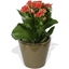 Picture of Red Kalanchoe Plant