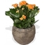 Picture of Orange Kalanchoe Plant