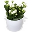 Picture of White Kalanchoe