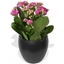 Picture of Pink Kalanchoe