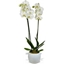 Picture of Doubled Stemmed White Orchid (60cm)