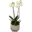 Picture of Doubled Stemmed White Orchid (30cm)