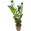 Picture of ZZ plant
