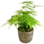 Picture of Asparagus Fern