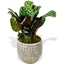 Picture of Calathea 'Freddie'