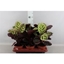 Picture of Calathea Medallion