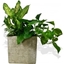 Picture of Golden Pothos