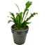 Picture of Bird's Nest Fern